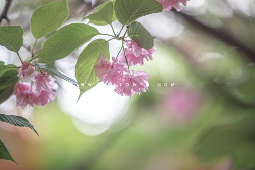 [THUMBNAIL] 겹벚꽃