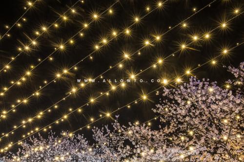 [THUMBNAIL] 밤하늘의 벚꽃