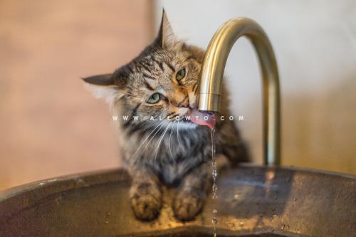 시크한척 고양이