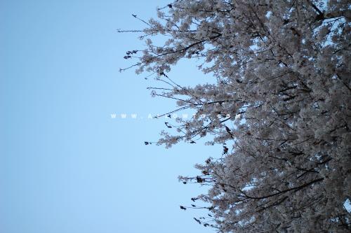 [THUMBNAIL] 벚꽃나무아래