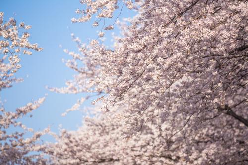 [THUMBNAIL] 파란하늘 벚꽃가득