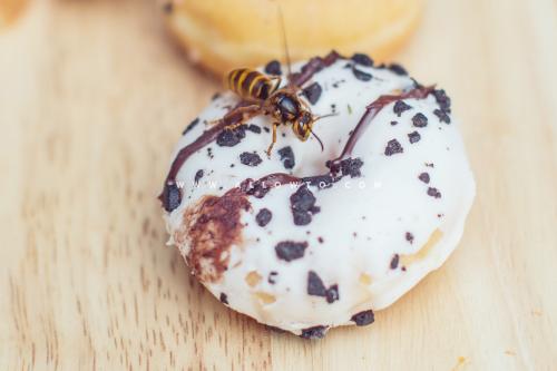 [THUMBNAIL] 말벌과 도넛