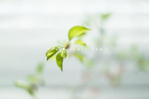 [THUMBNAIL] 벚꽃 어린잎