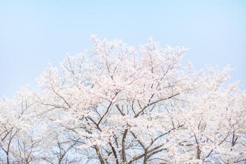 [THUMBNAIL] 큰나무 벚꽃