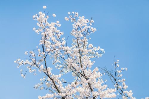[THUMBNAIL] 벚꽃하늘