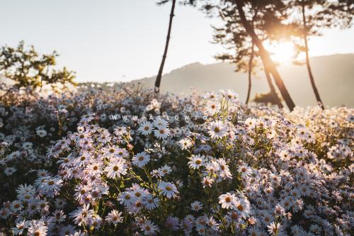 구절초와 아침 빛