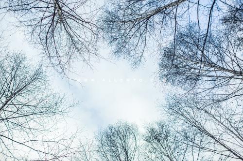 차가운 겨울나무