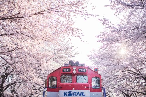[THUMBNAIL] 기차와 벚꽃