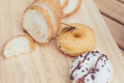 [THUMBNAIL] 말벌과 도넛