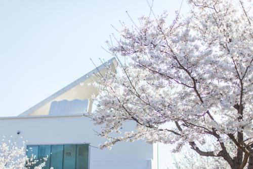 [THUMBNAIL] Cherry Blossom