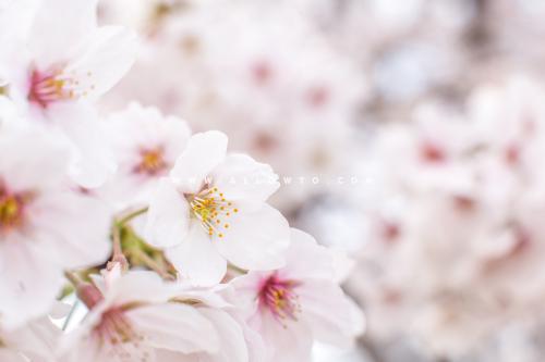 [THUMBNAIL] 벚꽃