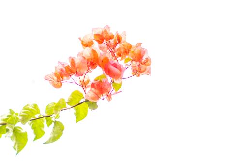[THUMBNAIL] 반투명 꽃