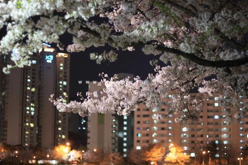 [THUMBNAIL] 야간 벚꽃