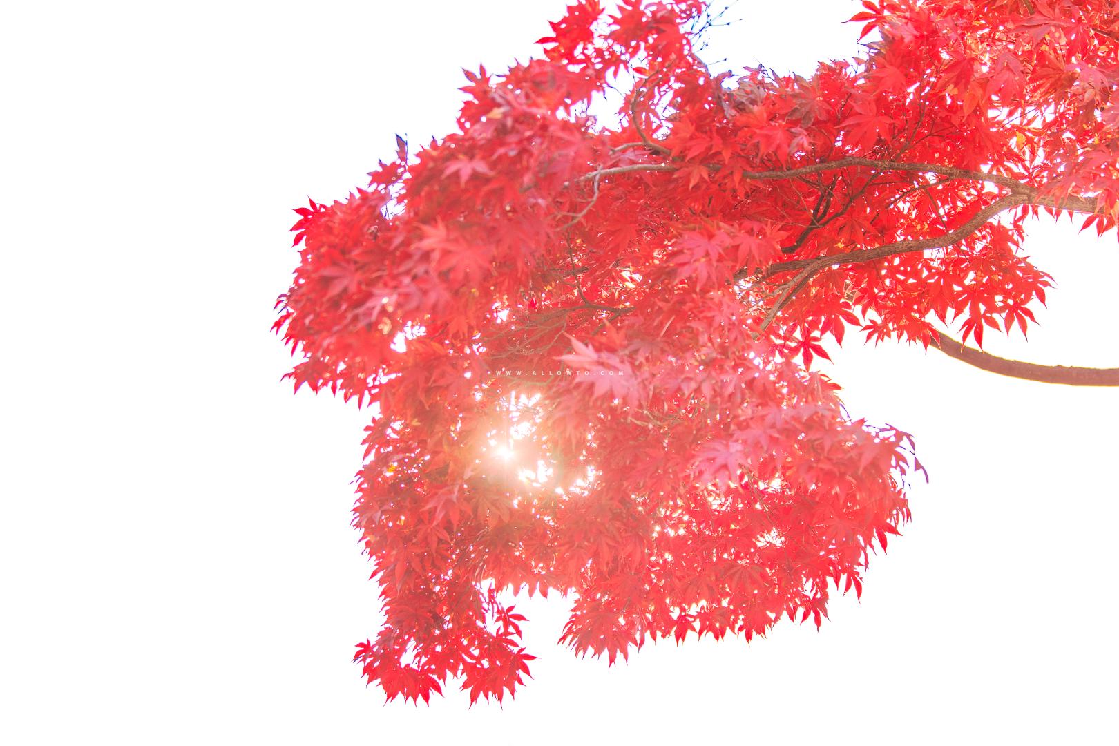 빨간 단풍나무