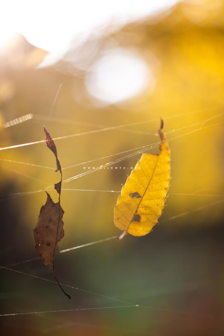 거미줄에 걸린 가을