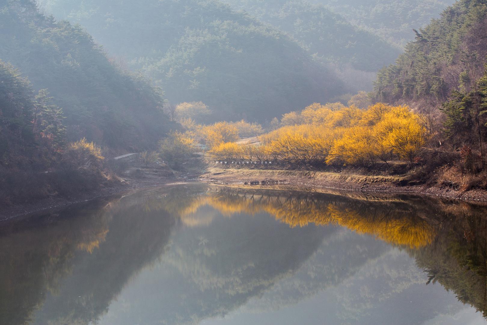 산속 산수유