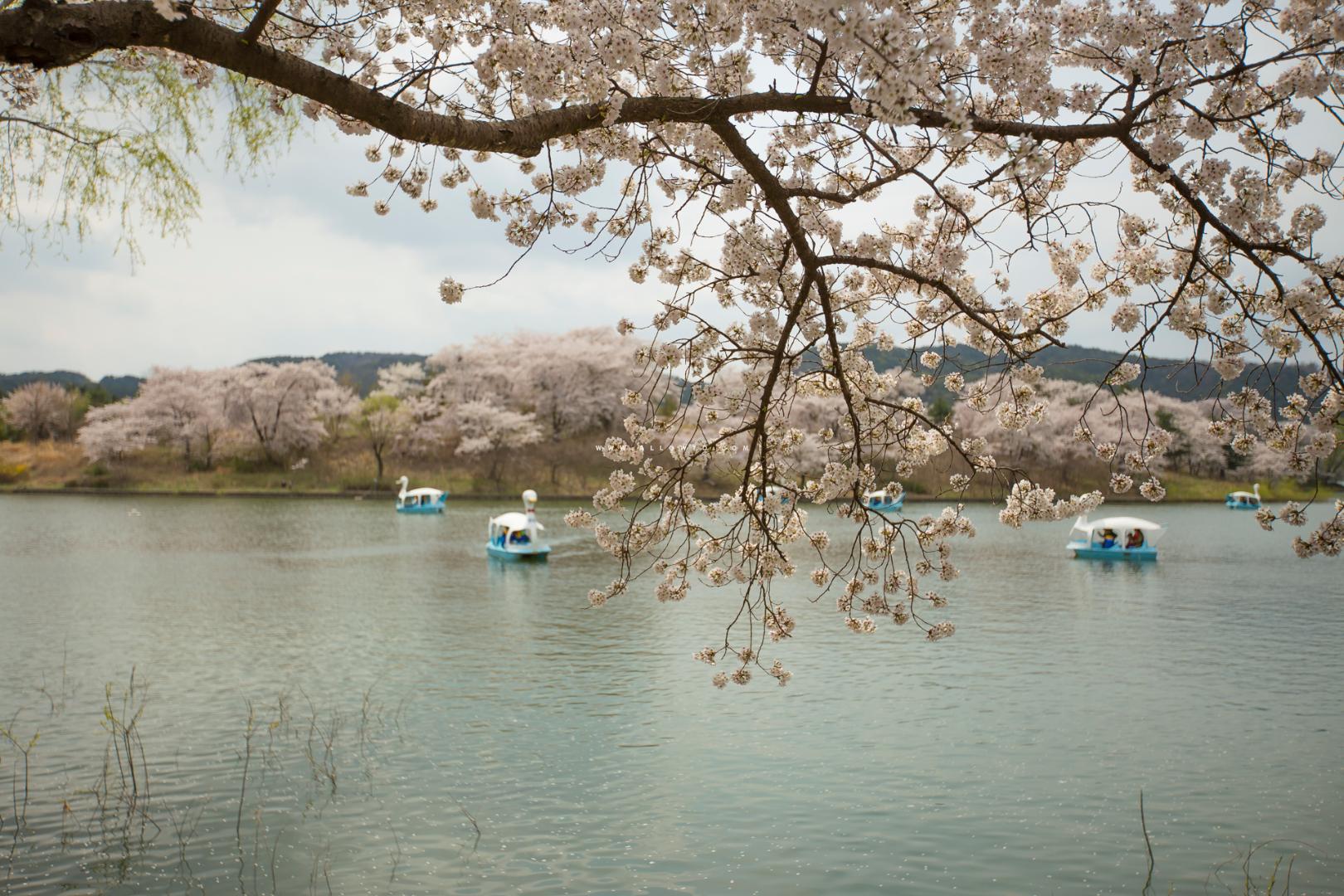 보문호수의 봄