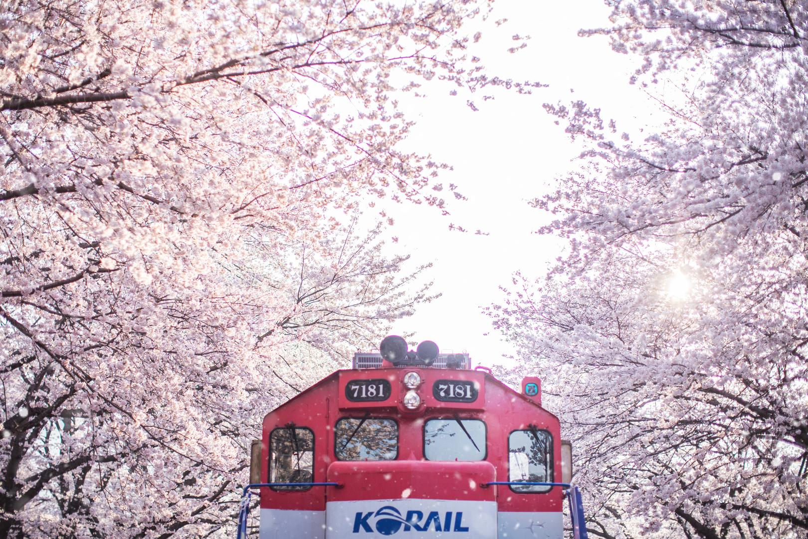 기차와 벚꽃