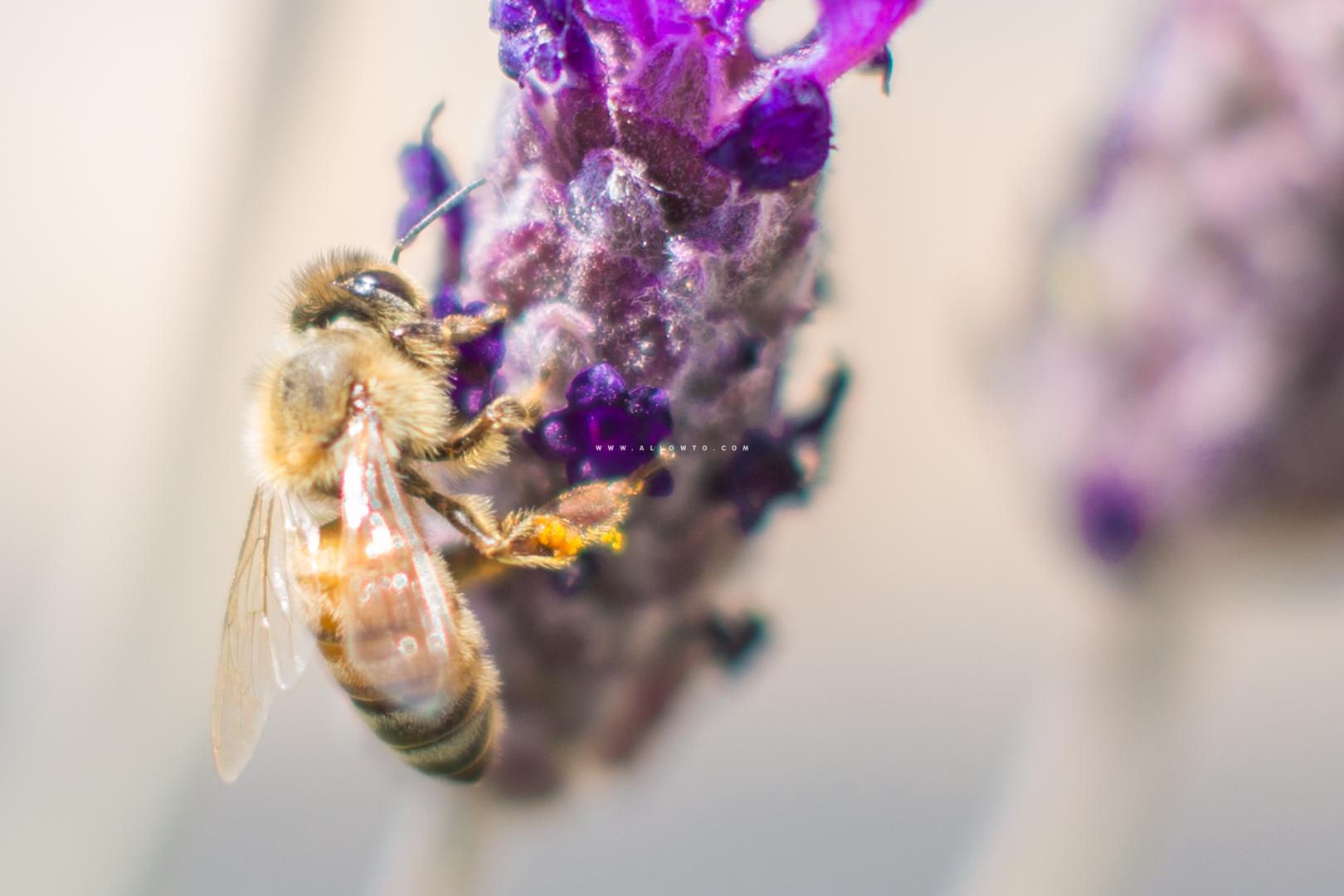 라벤더와 꿀벌