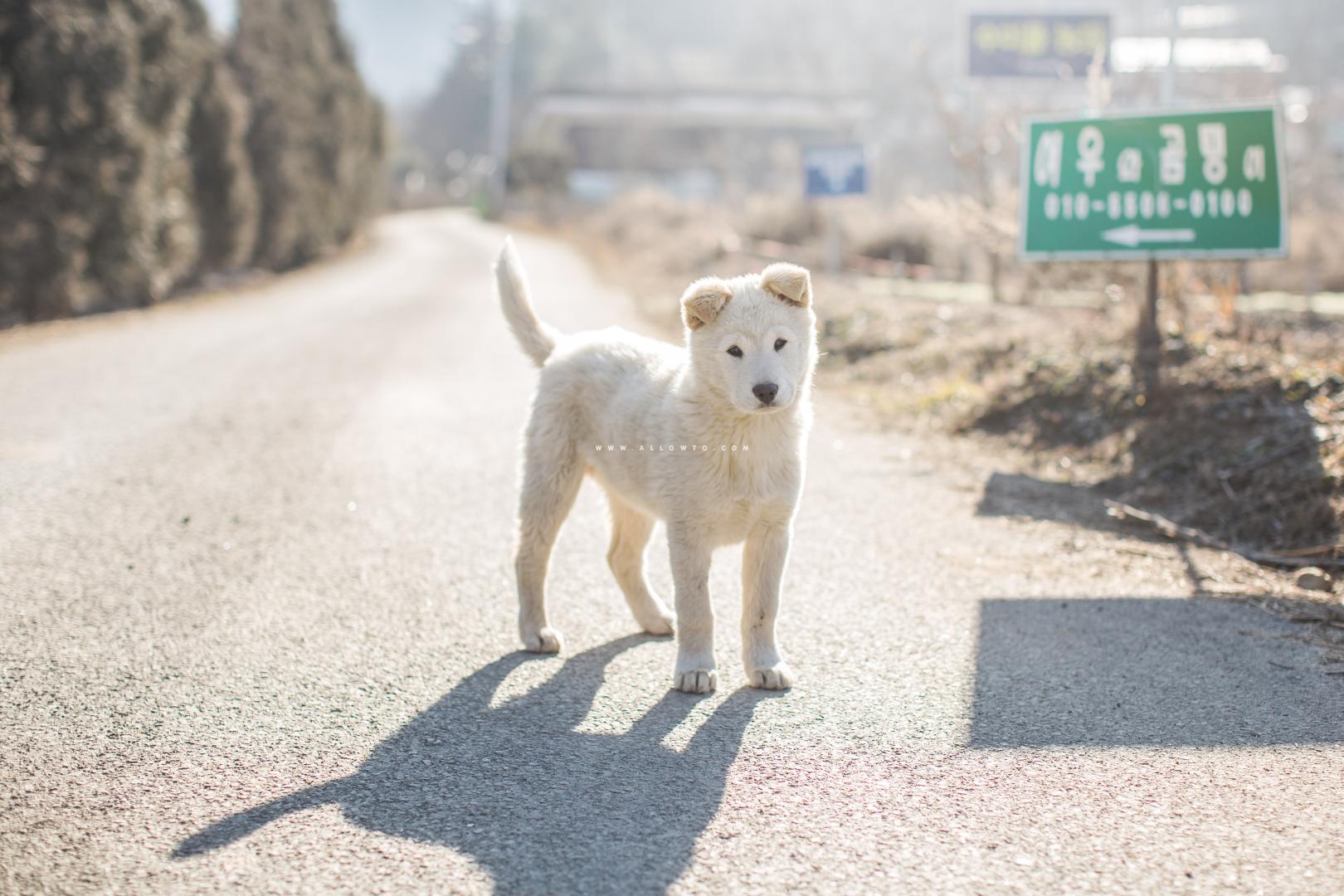 강아지