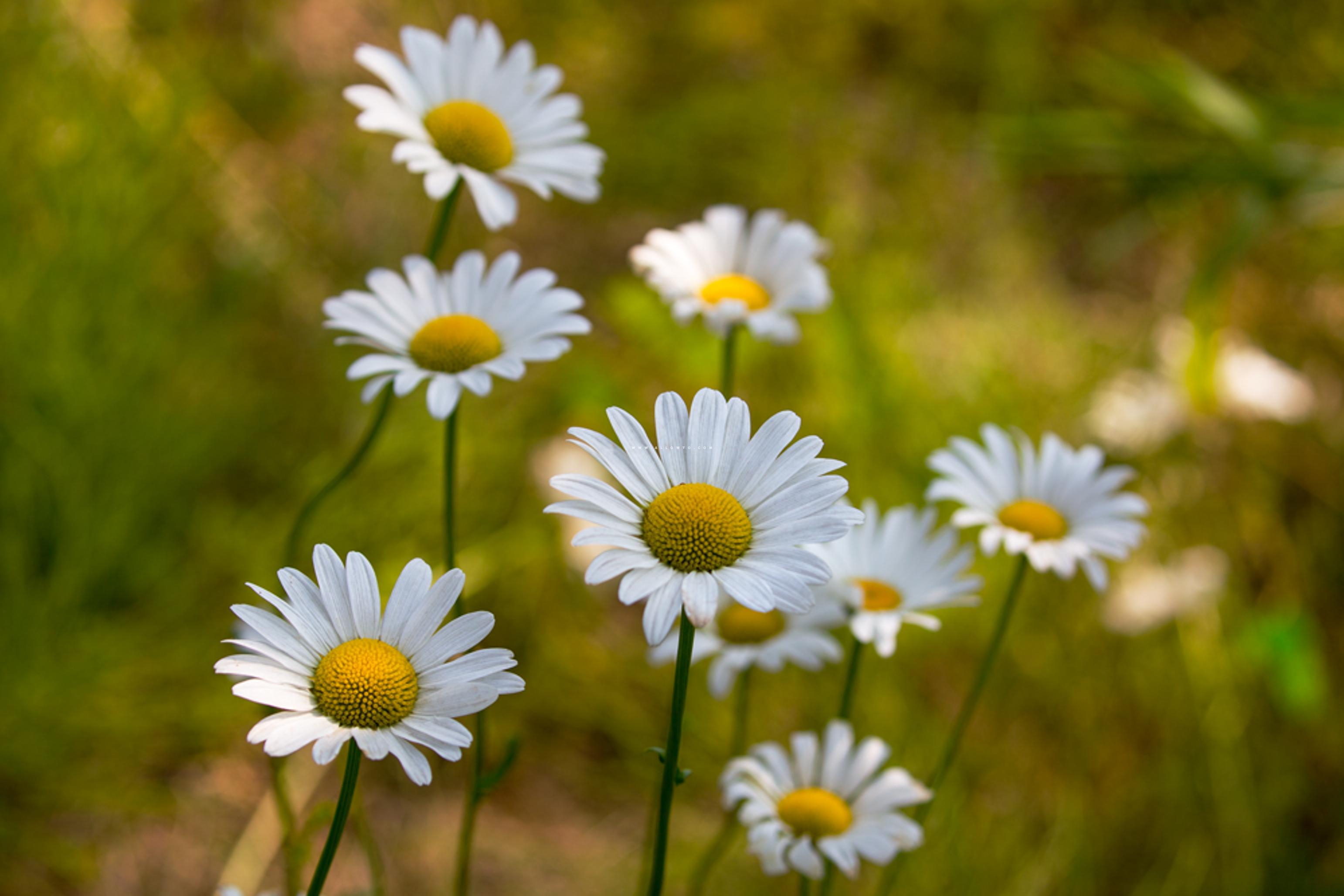 [THUMBNAIL] 샤스타데이지 (shasta daisy)