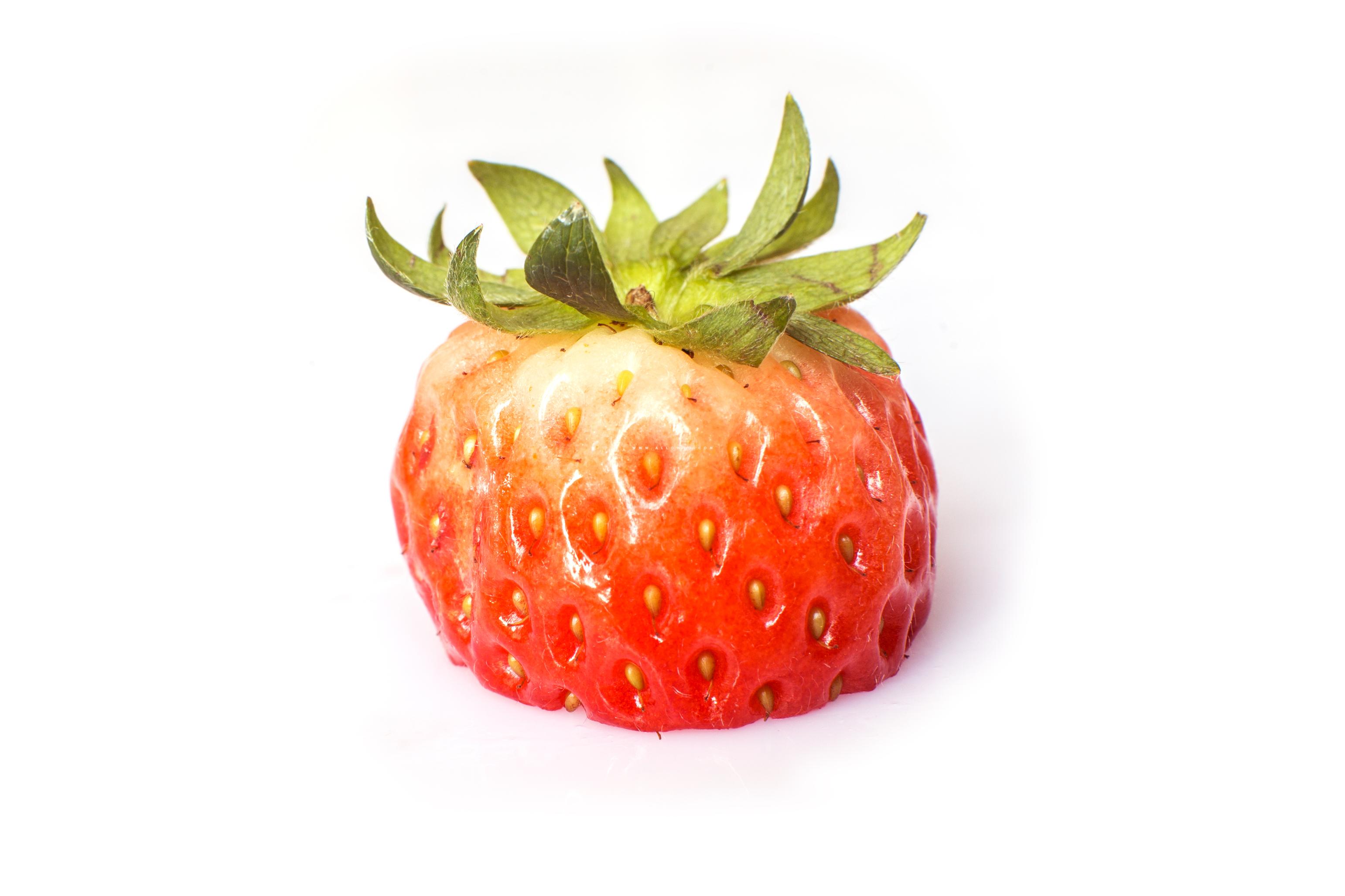 [THUMBNAIL] 반쪽 딸기