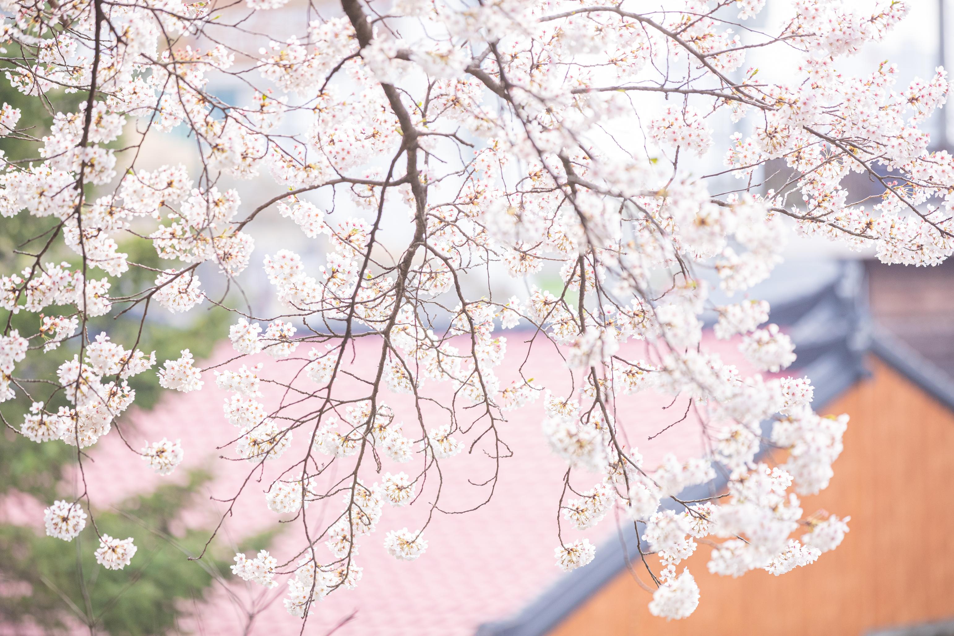 [THUMBNAIL] 벚꽃