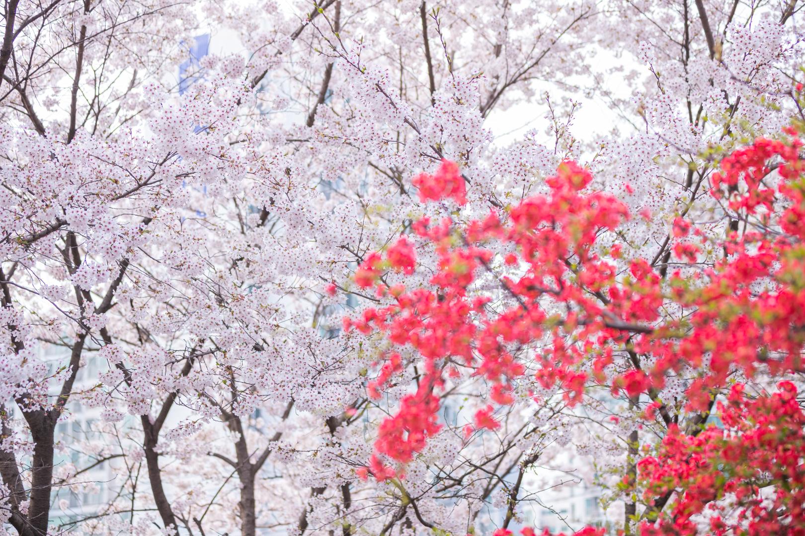 명자나무와 벚꽃