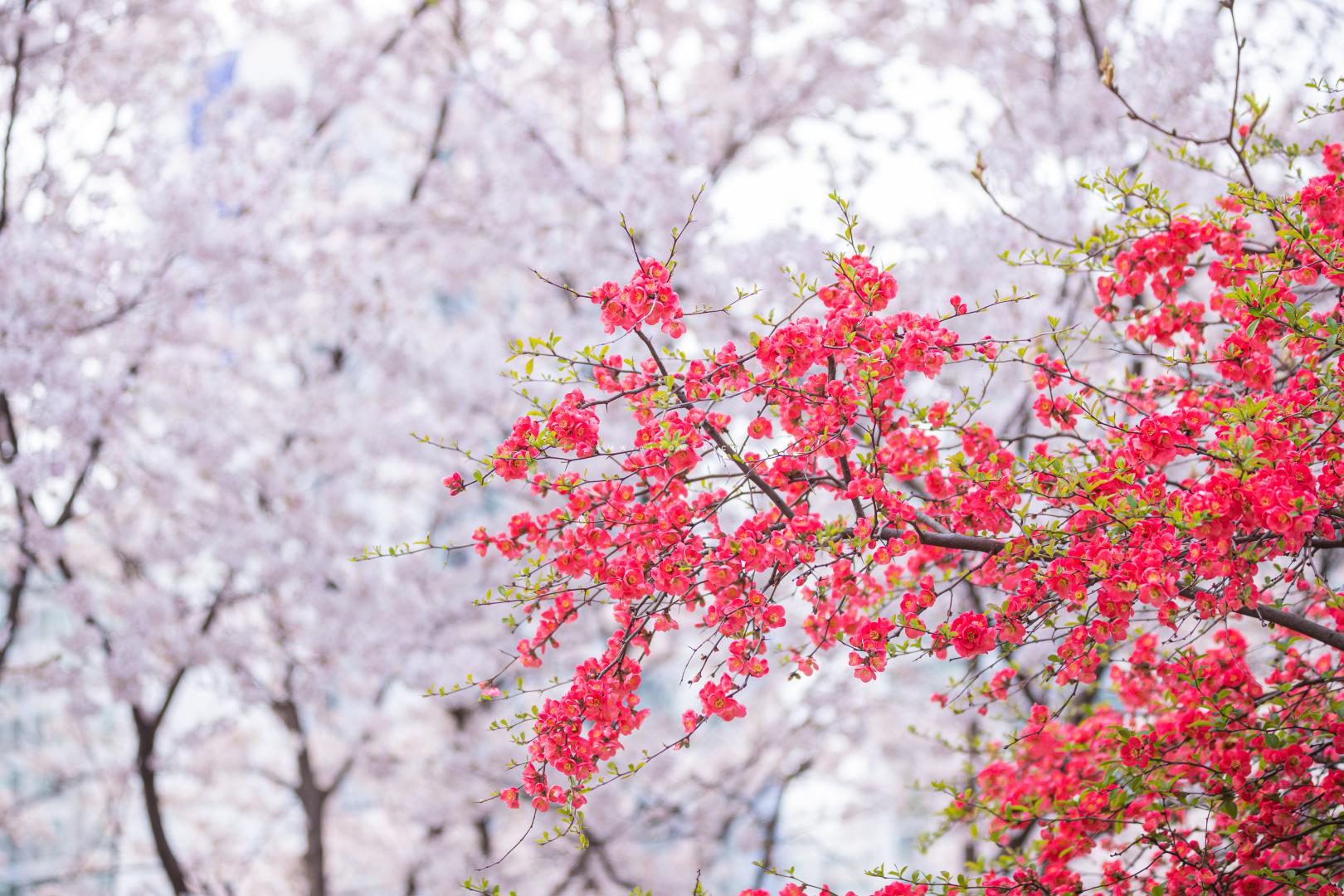 명자나무와 벚꽃
